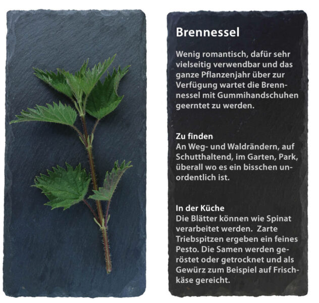 Brennesssel