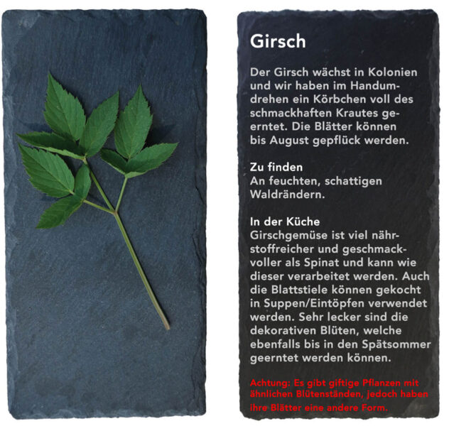 Girsch