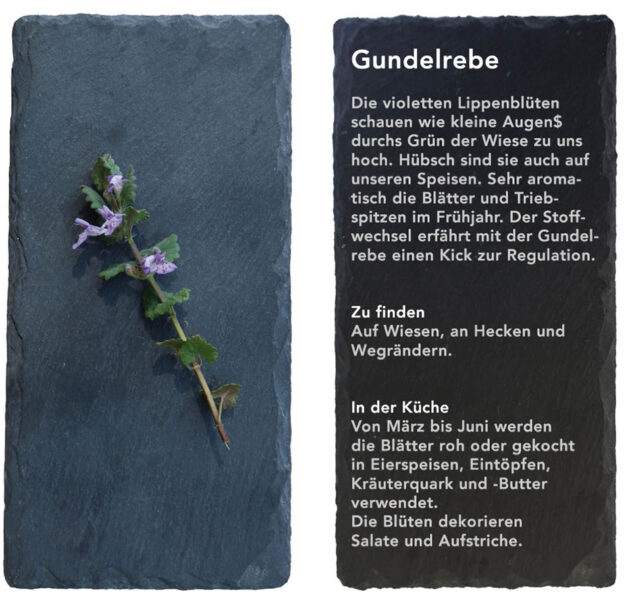 Gundelrebe