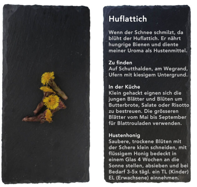 Huflattich