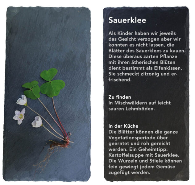 Sauerklee