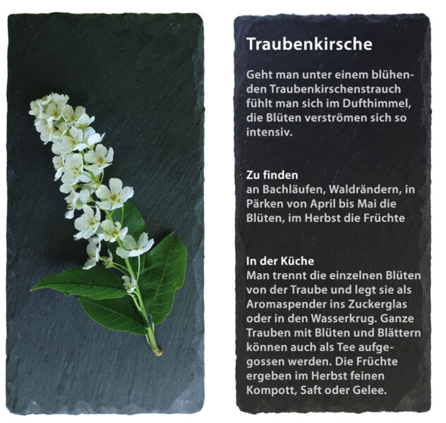 Traubenkrische