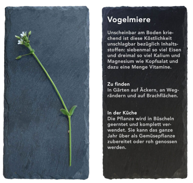 Vogelmiere