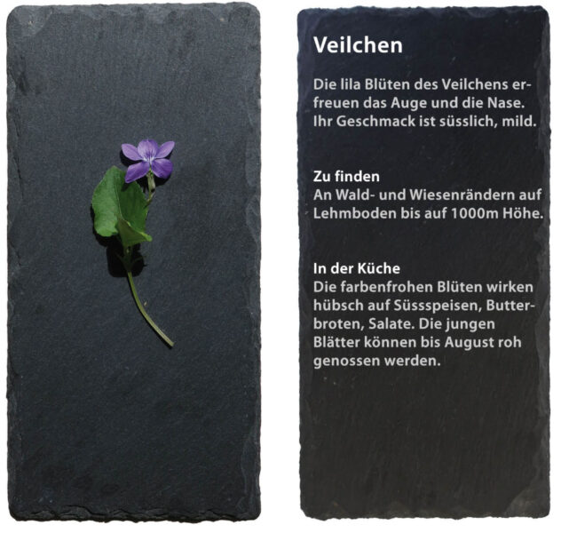 Veilchen