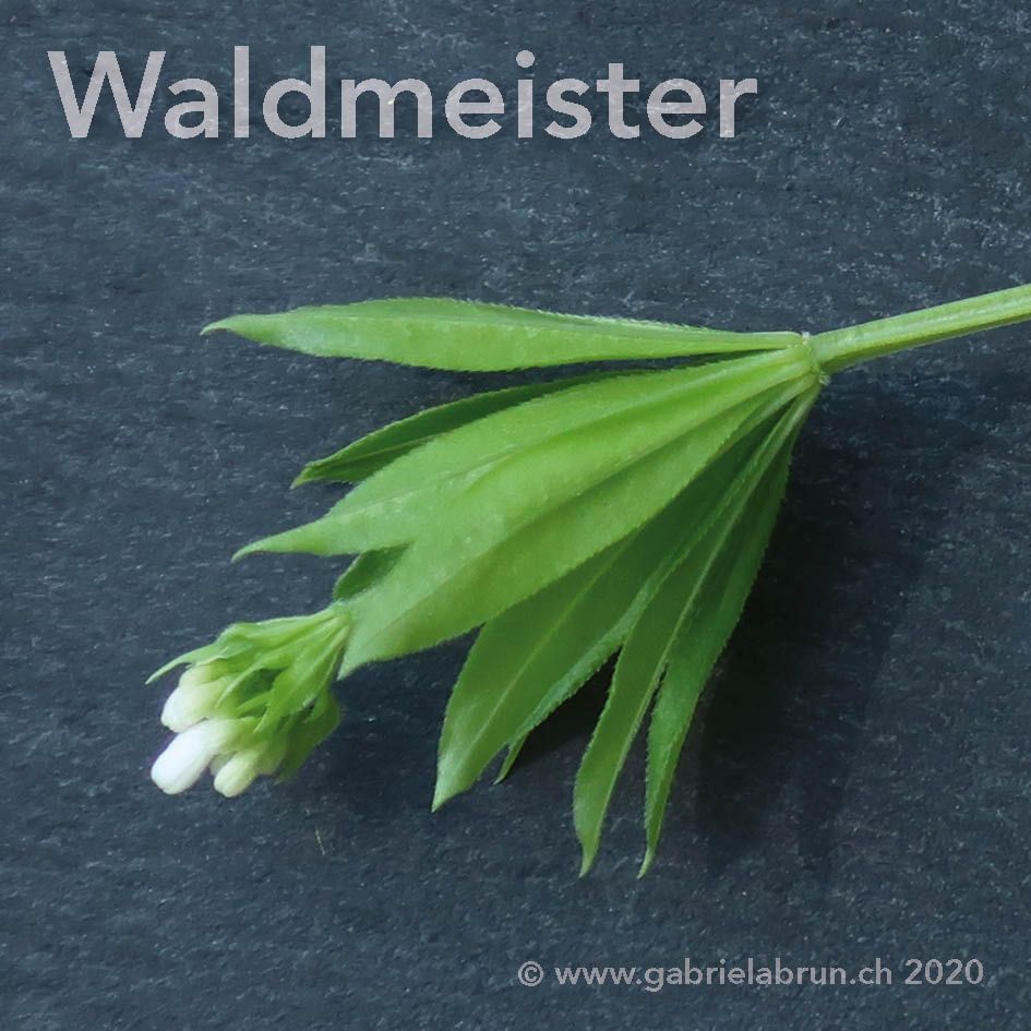 Waldmeister