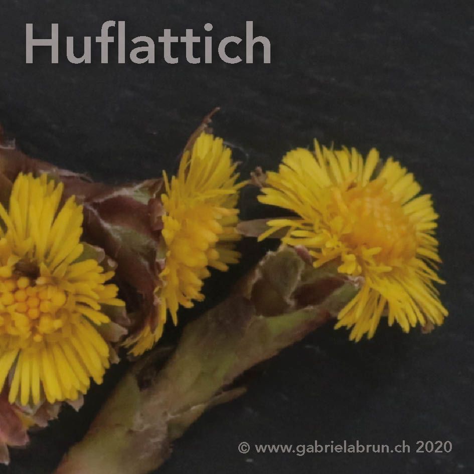 Huflattich
