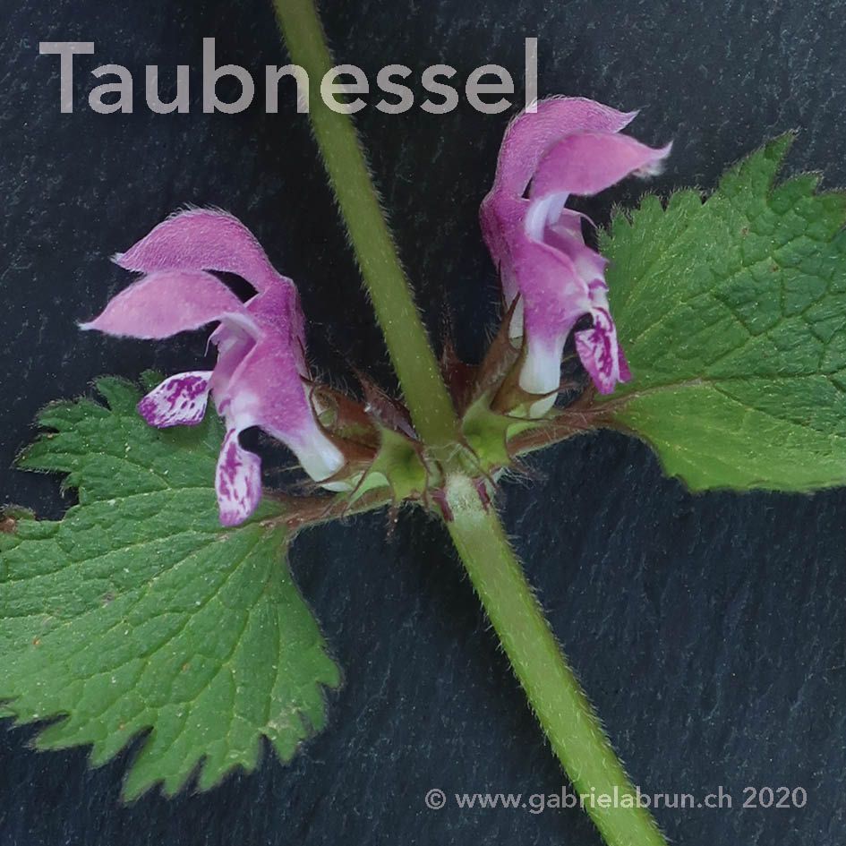Taubnessel