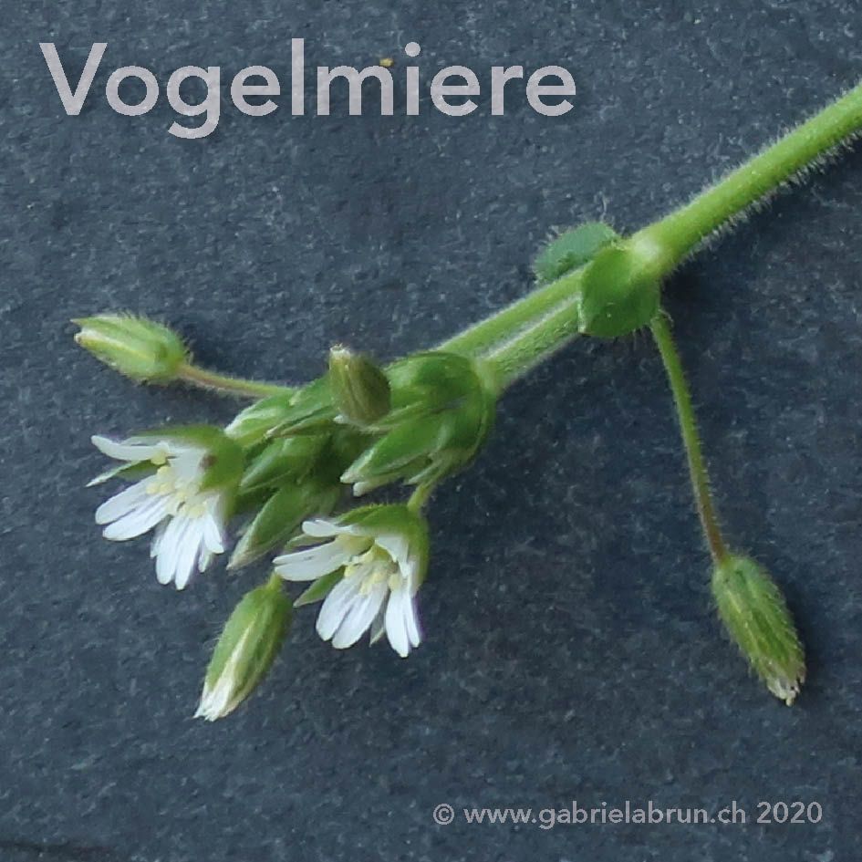 Vogelmiere