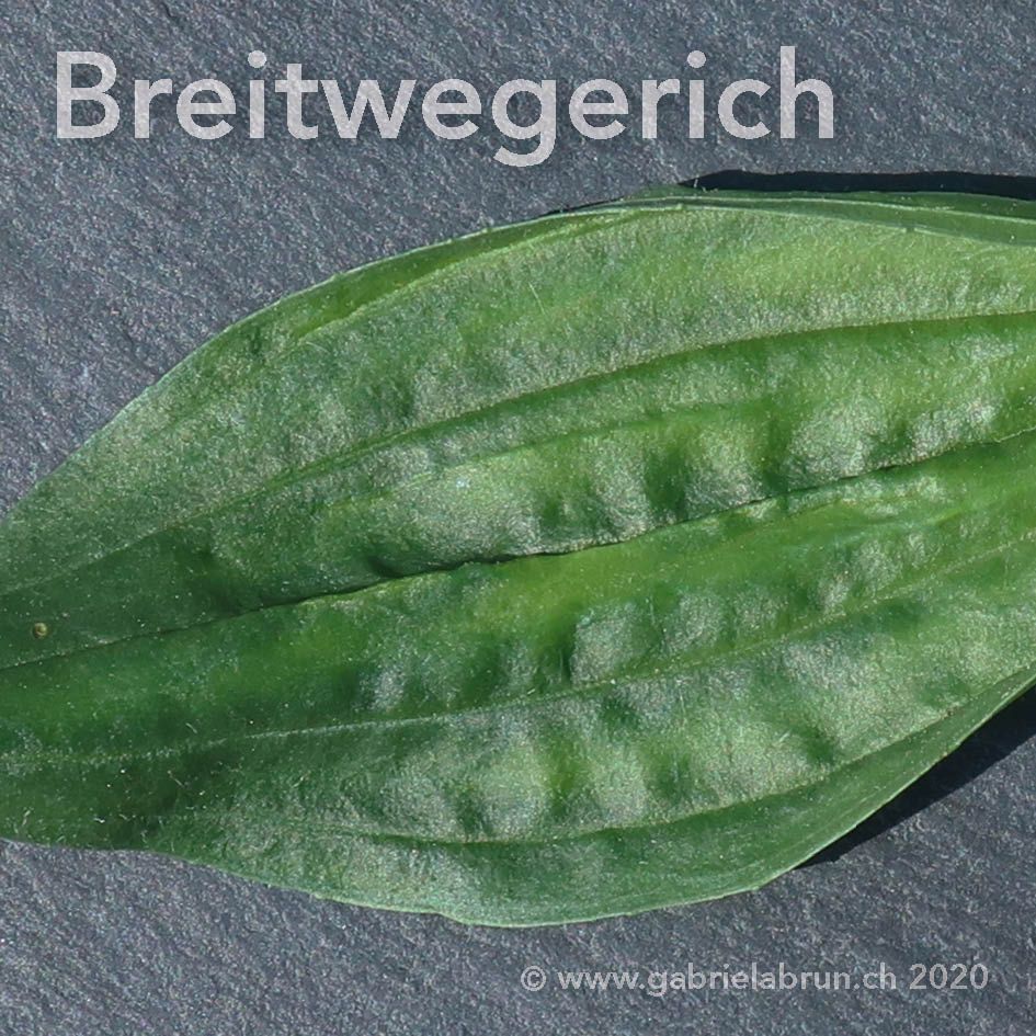 Breitwegerich